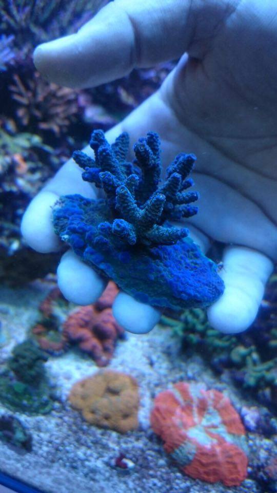 sps.jpg