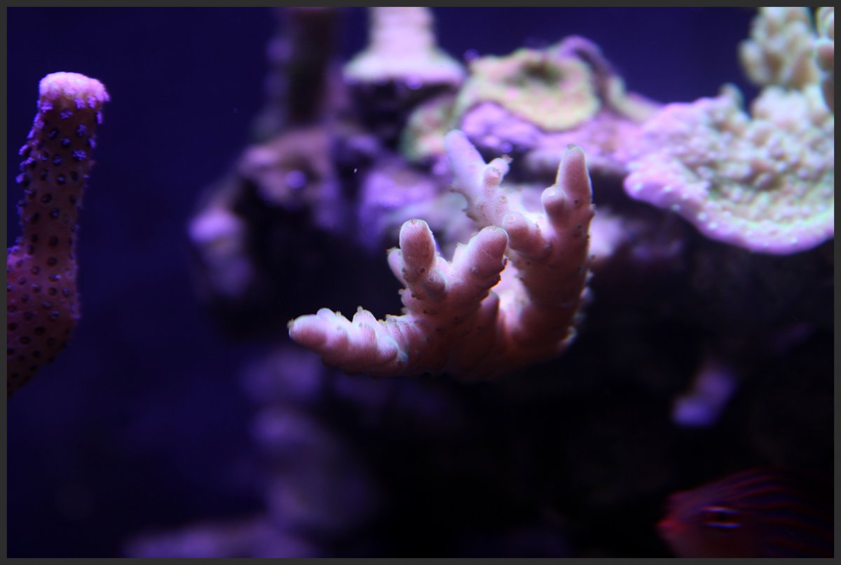sps.jpg