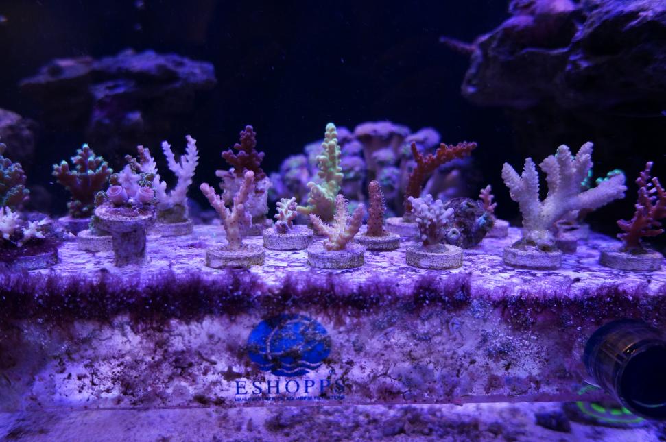 SPS.jpg