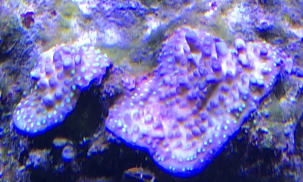 SPS.jpg