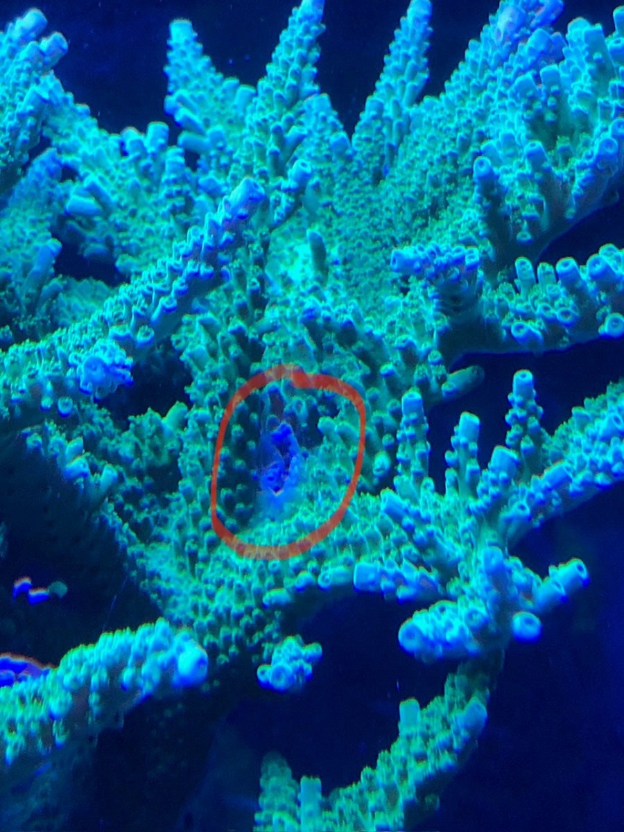 SPS Koralle.jpg
