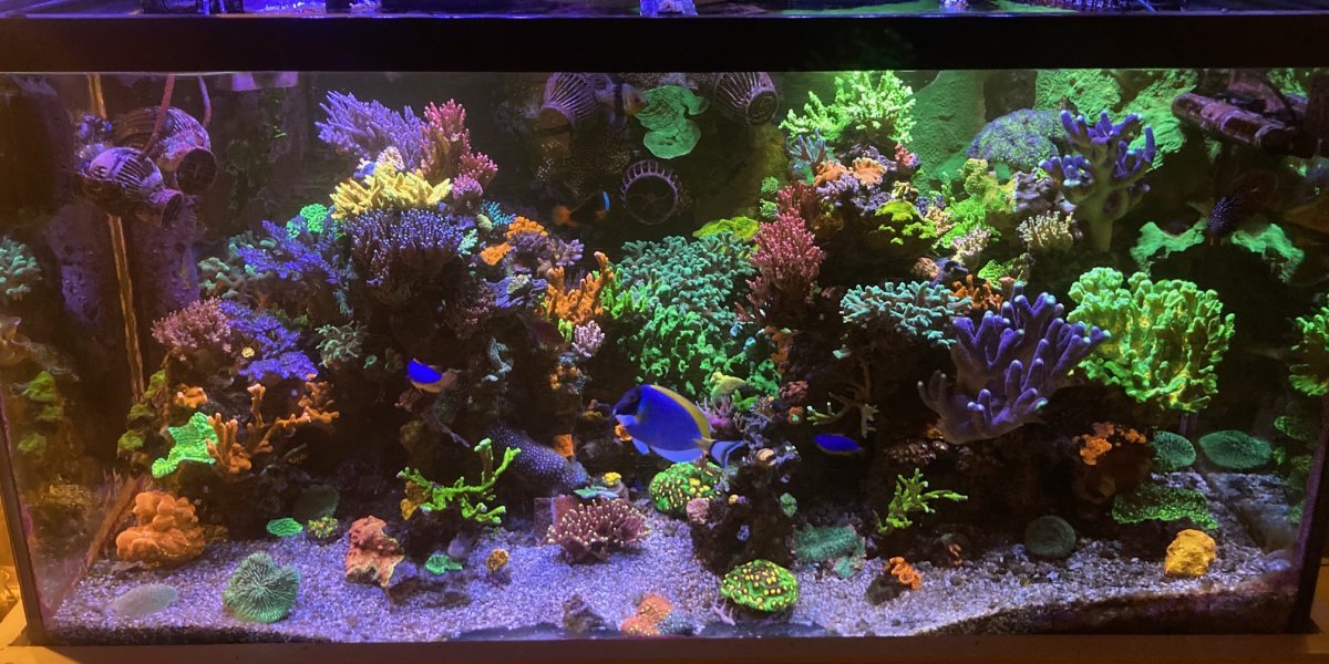 2024 Full Tank Shots (FTS) photos! Show off your reef here! Page 4