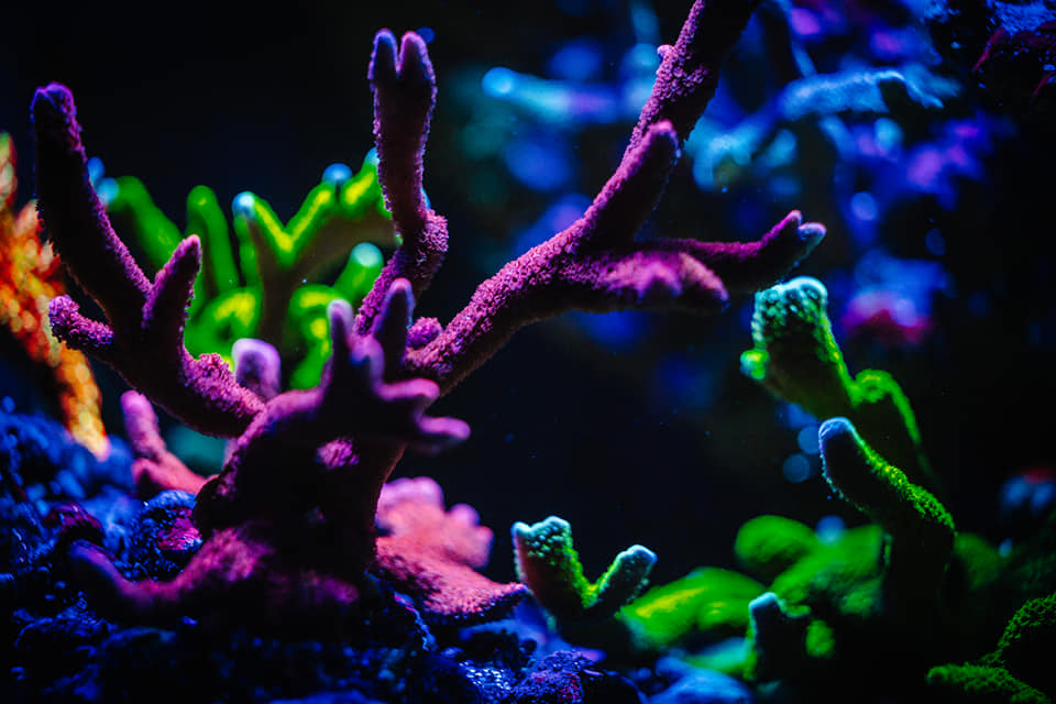 SPS reef aquarium or3 led light .jpeg