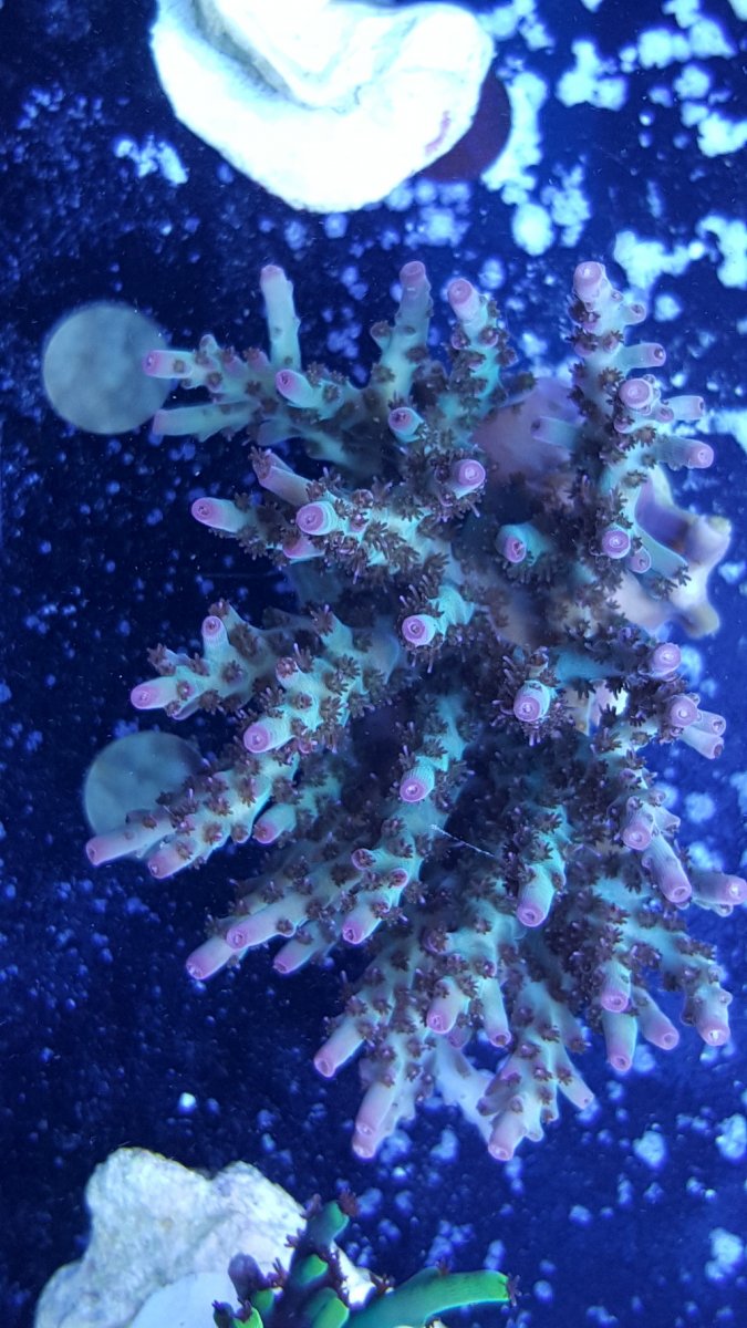 sps1.jpg