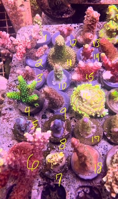 sps1.jpg