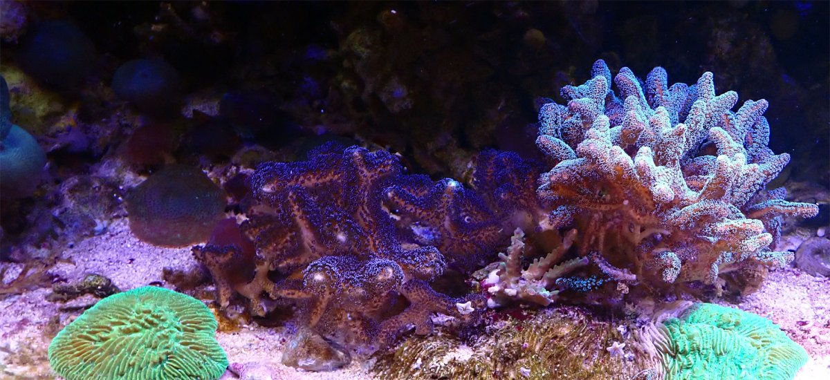 sps1.jpg