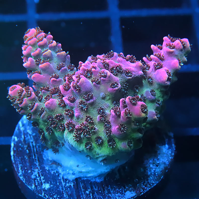 sps1-ls-0415-016.jpg
