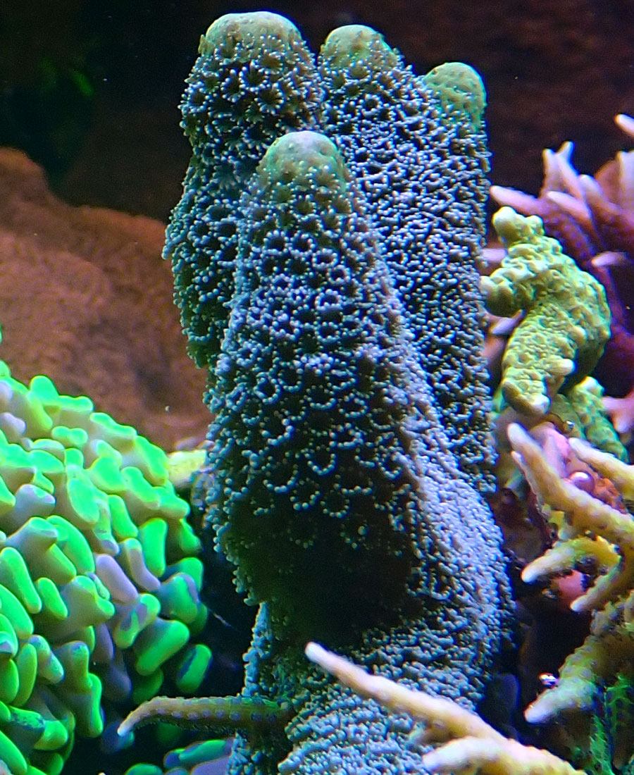 sps2.jpg