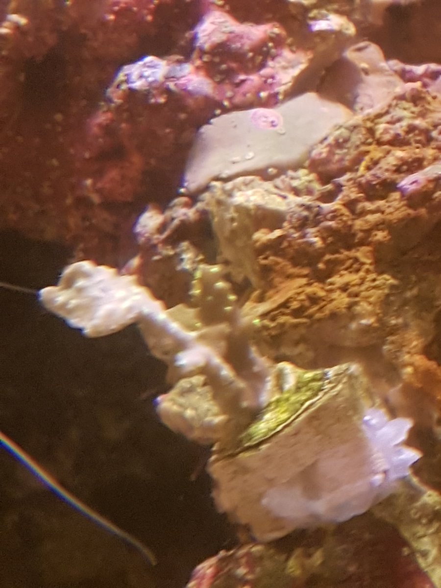 sps2.jpg
