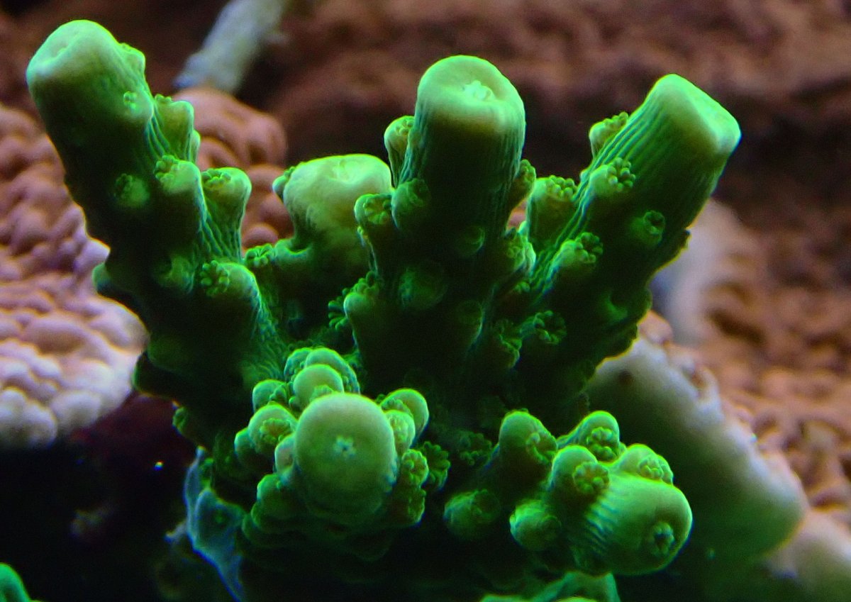 sps3.jpg