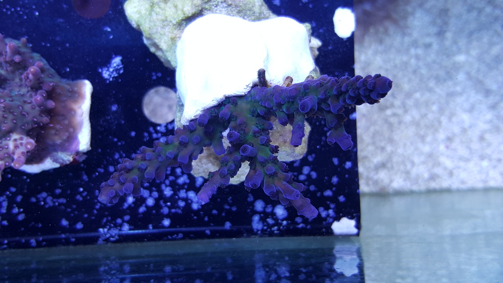sps3.jpg