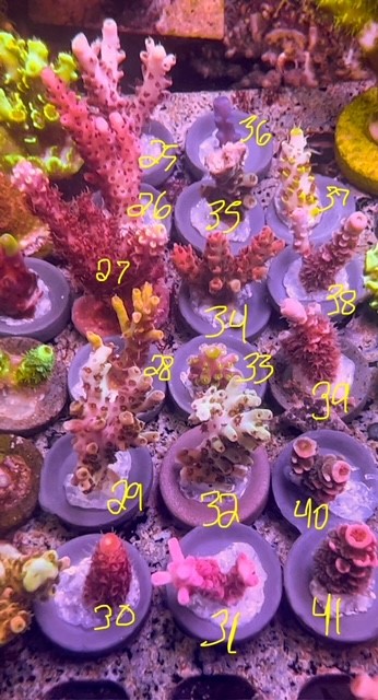 sps3.jpg