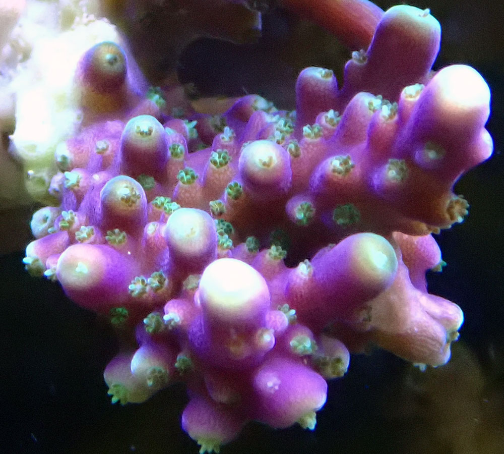 sps4.jpg