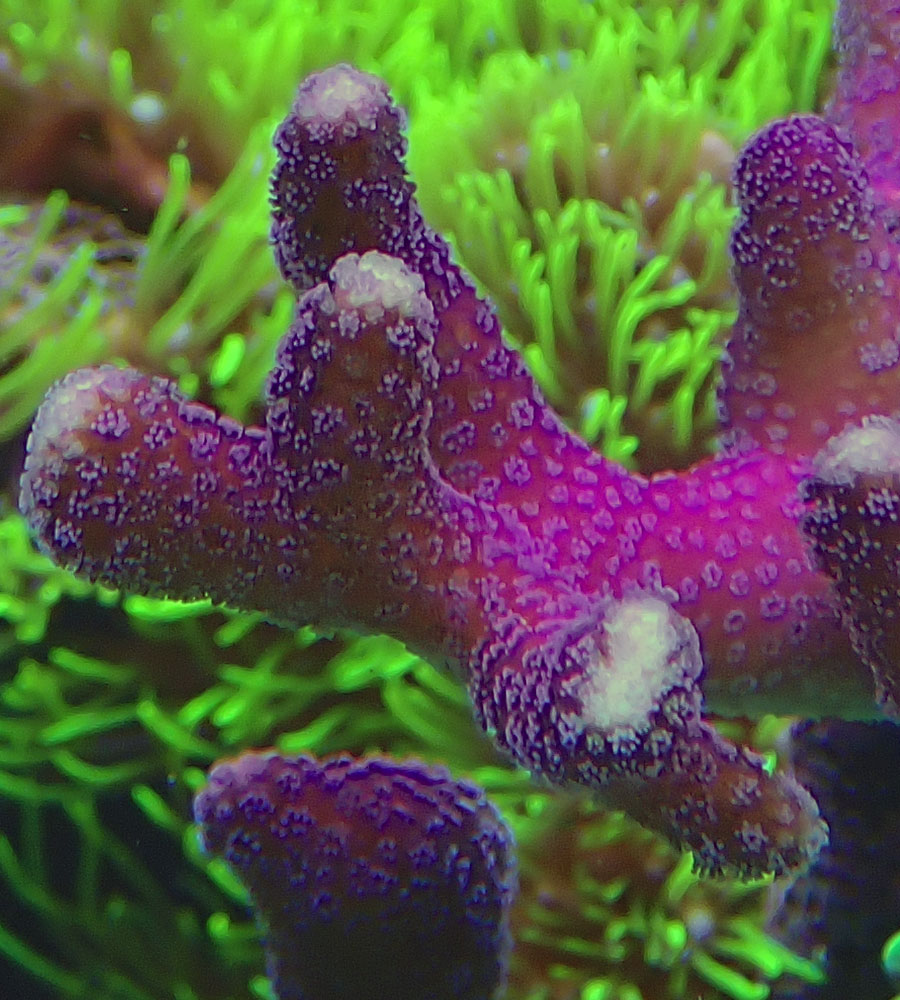 sps6.jpg