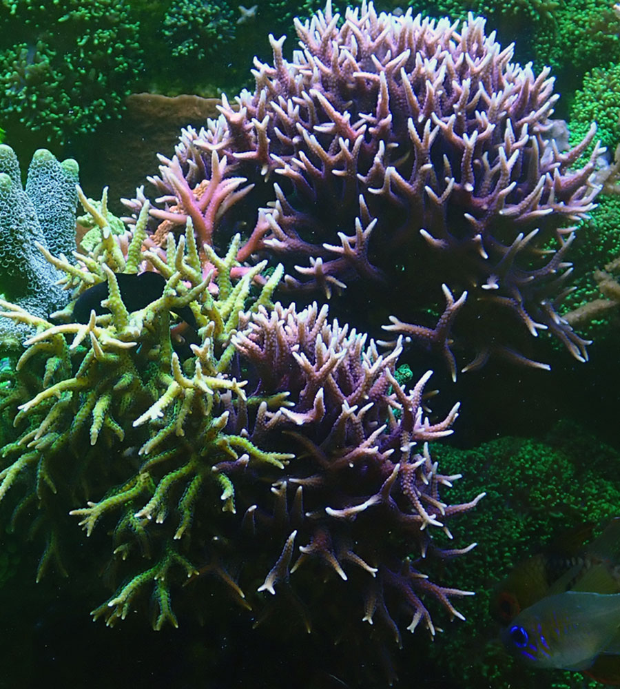 sps7.jpg