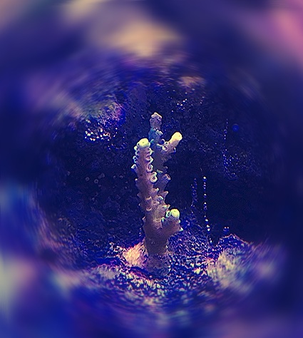spsAug2018002.jpg