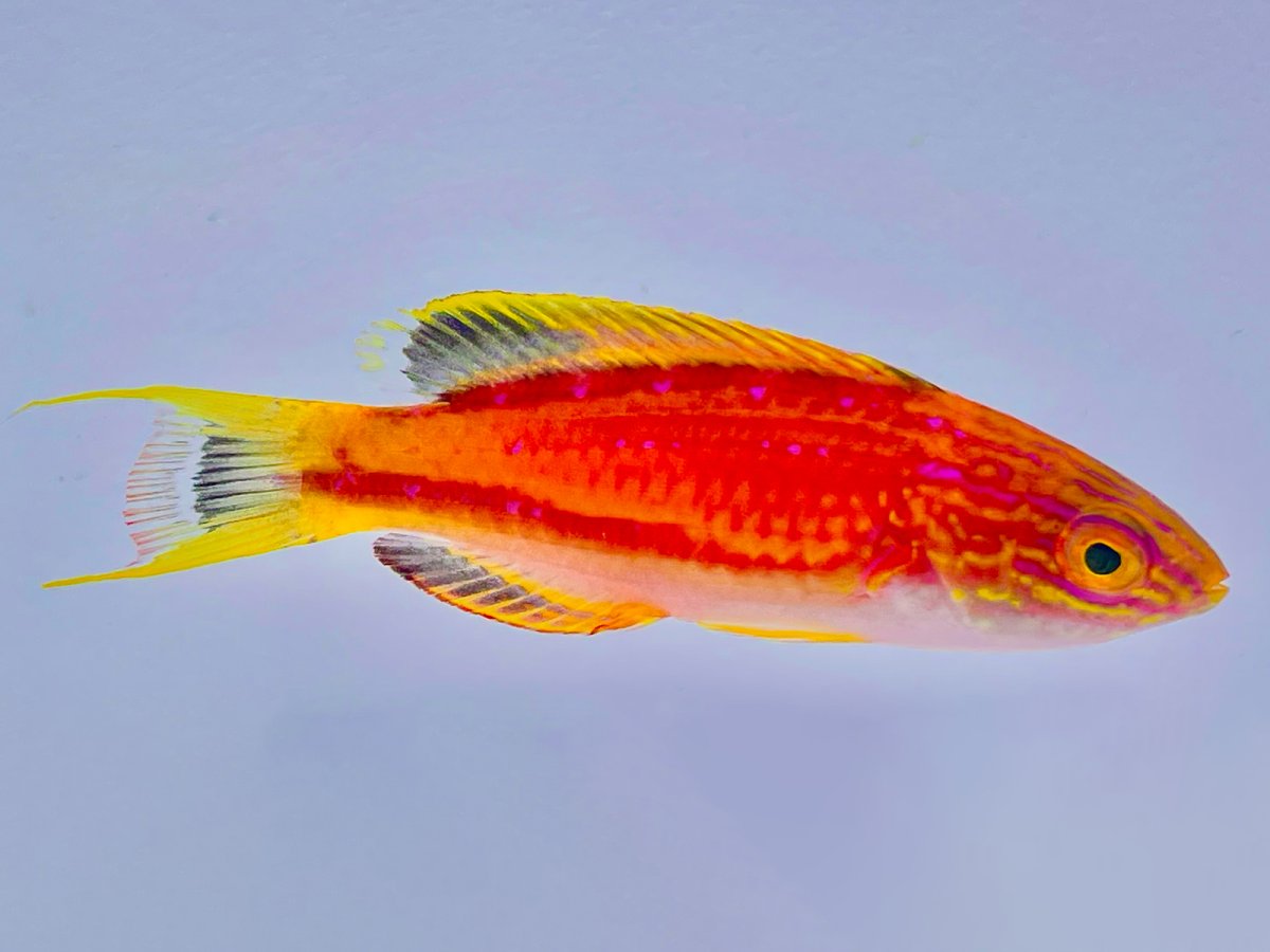 Squire's Wrasse.jpg