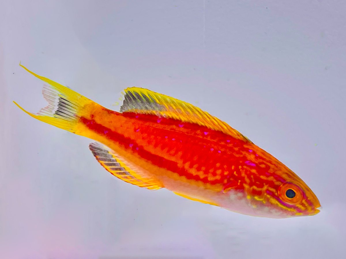 Squire's Wrasse Male 1.jpg
