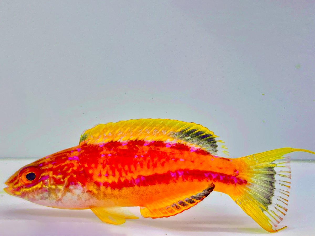 Squire's Wrasse Male 2.jpg