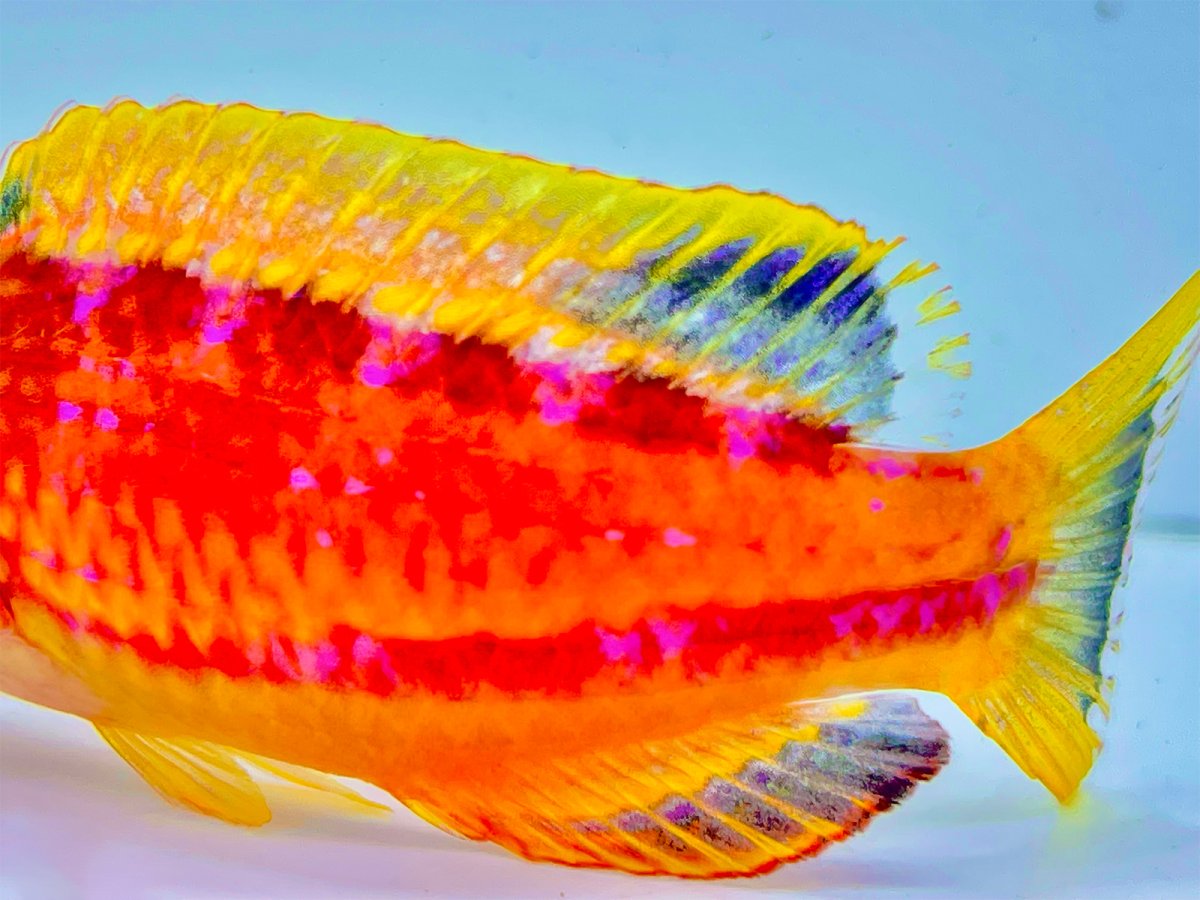 Squire's Wrasse Male 3.jpg