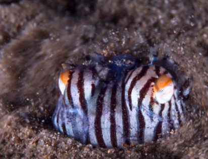 QUESTION OF THE DAY - All Time Most Favorite Sea Creature? This is mine ...