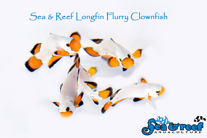 SR_Flurry_Clownfish_Group.jpg