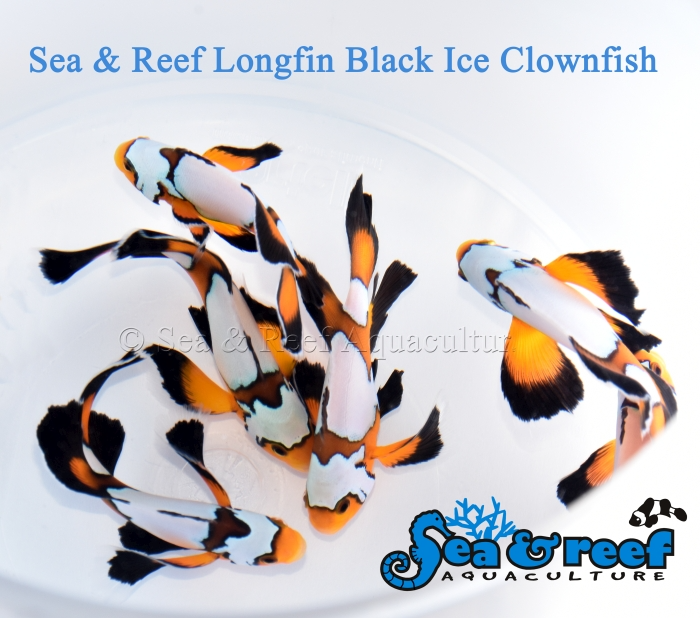 SR_Longfin_Black__Storm_group_1.png