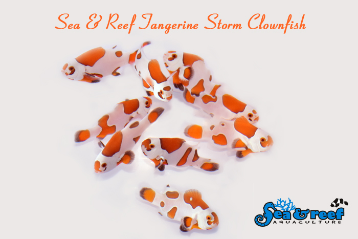 SR_Tangerine_Storm_Clownfish_group.jpg