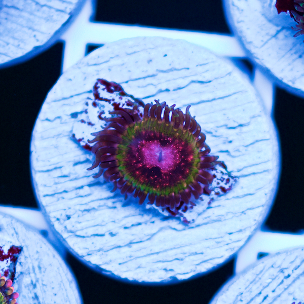 Cherry Corals Summer Spectacular Live Sale! Saturday June 18th 4pm to ...