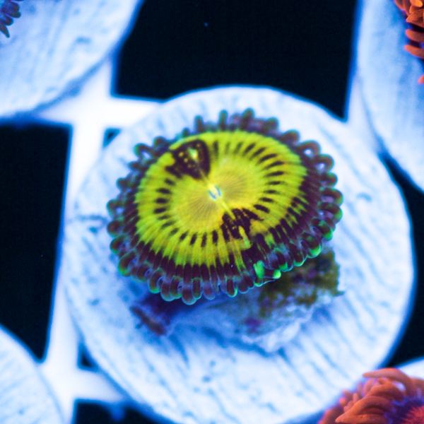 Cherry Corals Summer Spectacular Live Sale! Saturday June 18th 4pm to ...