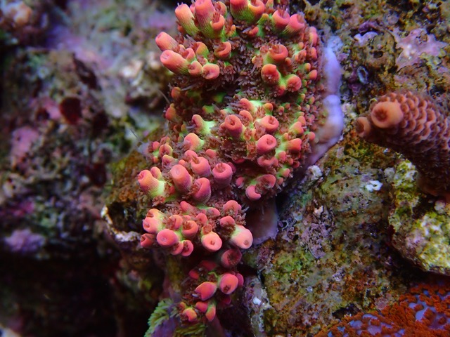 SSC2_SPS_coral_color_under_LED_Aquarium_lights.jpeg
