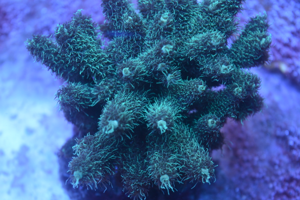 SSC_0175.JPG