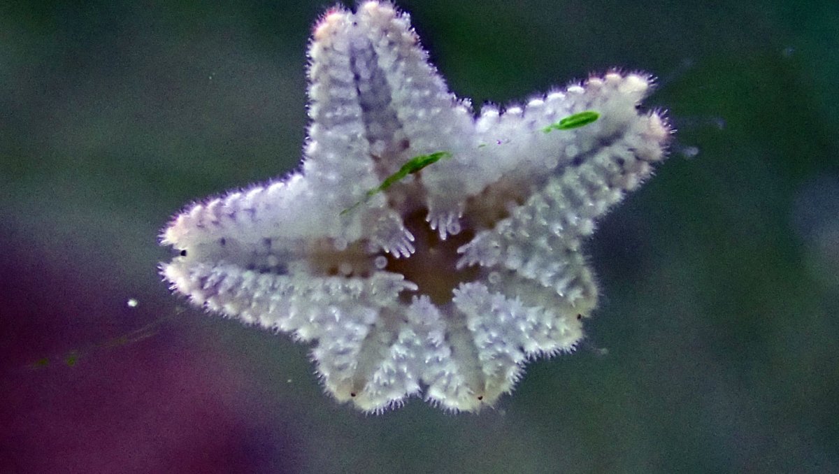 star.jpg