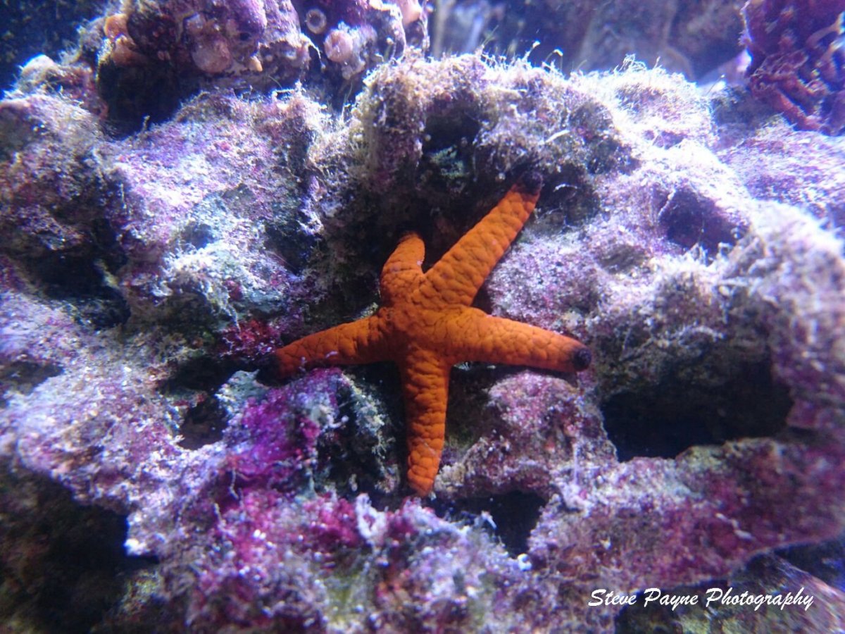 starfish 1.jpg