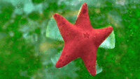 Starfish.gif