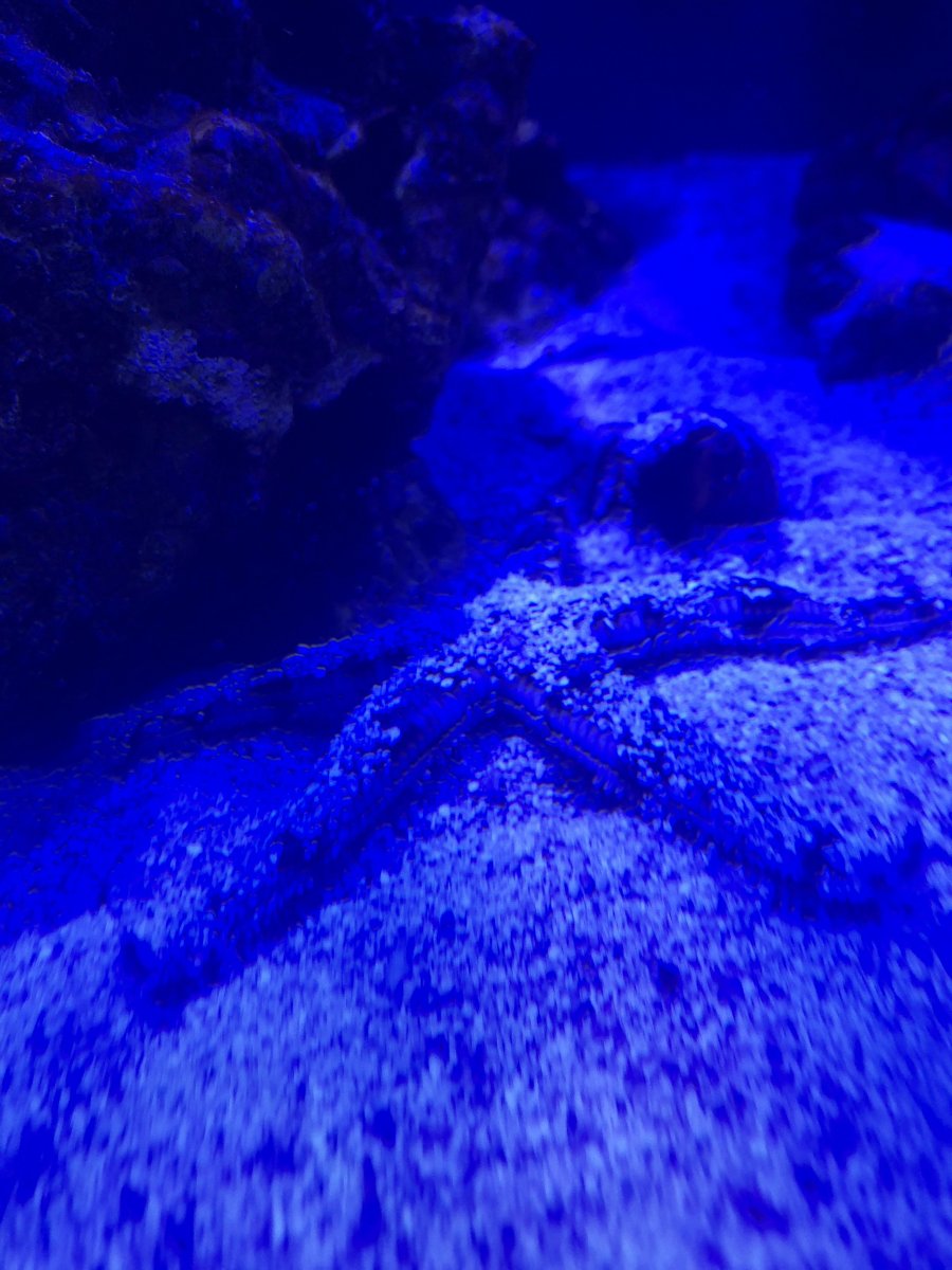 starfish.jpg