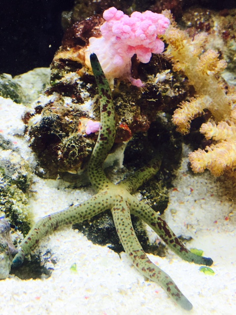 starfish.jpg