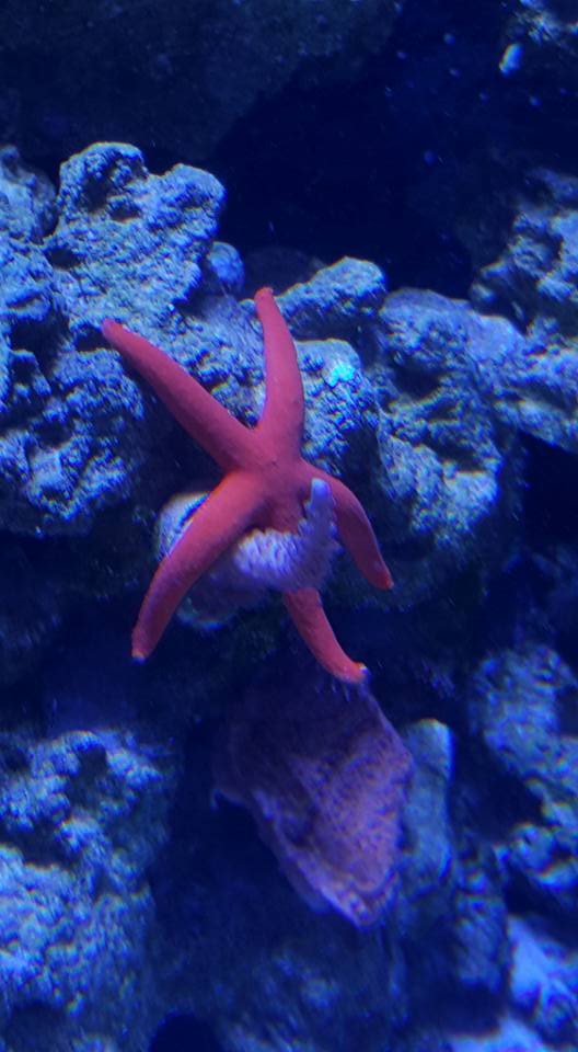 starfish.jpg