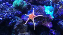 starfish.png