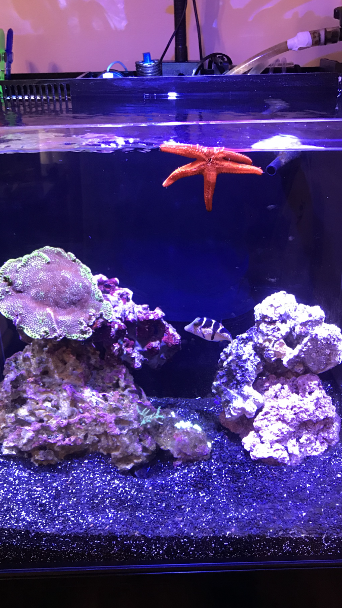 Starfish.PNG