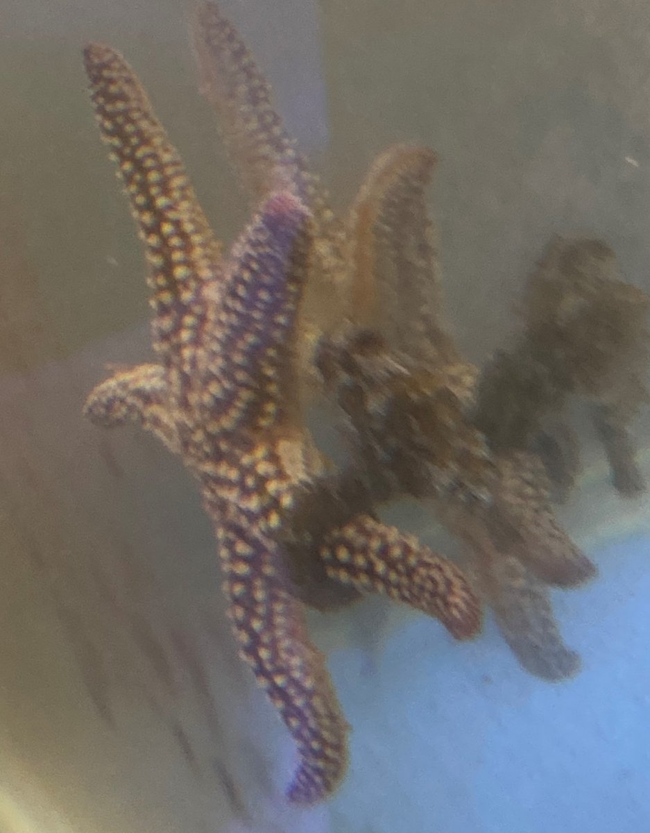 starfish riding young.jpg