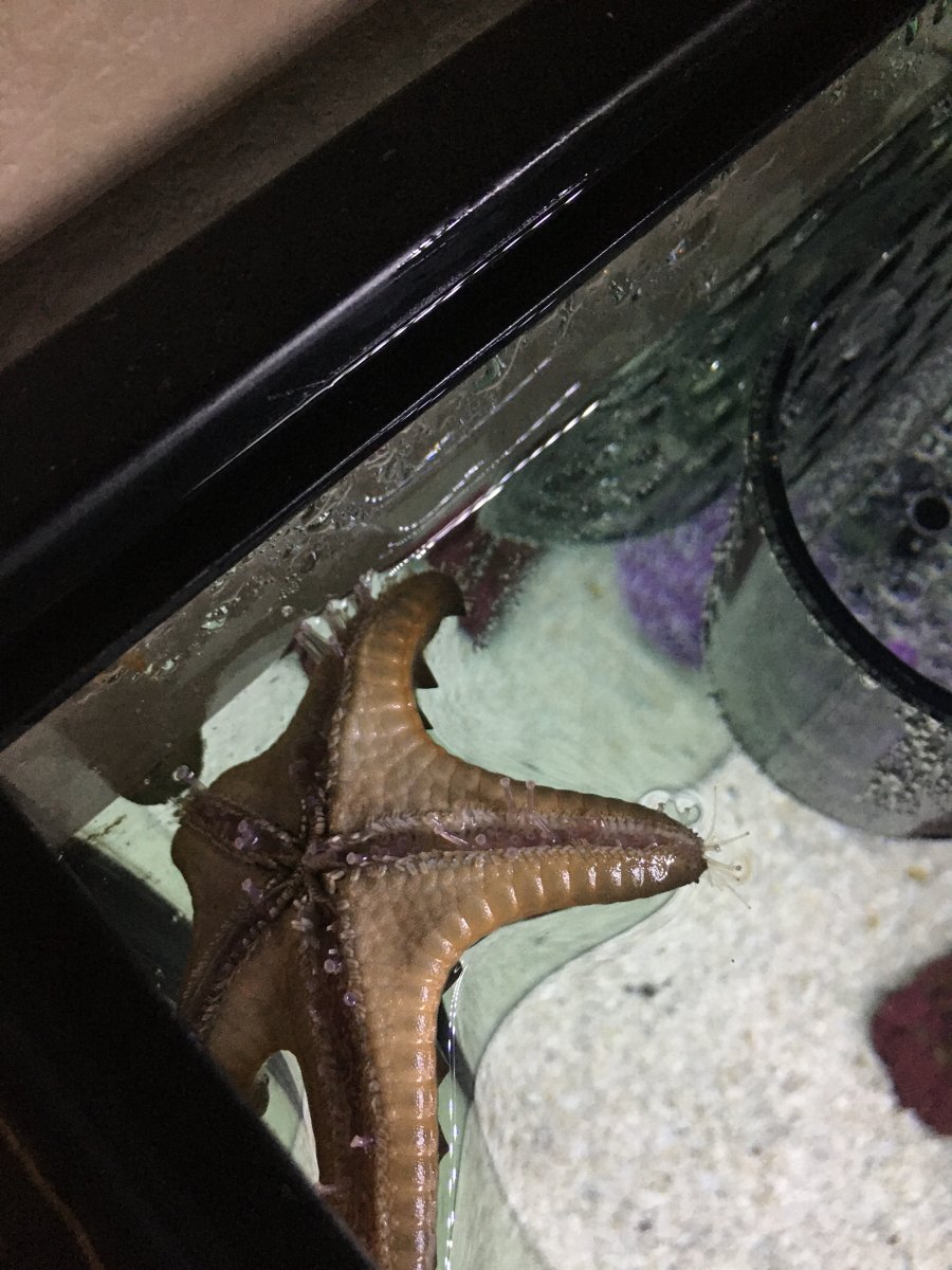 starfish2.JPG
