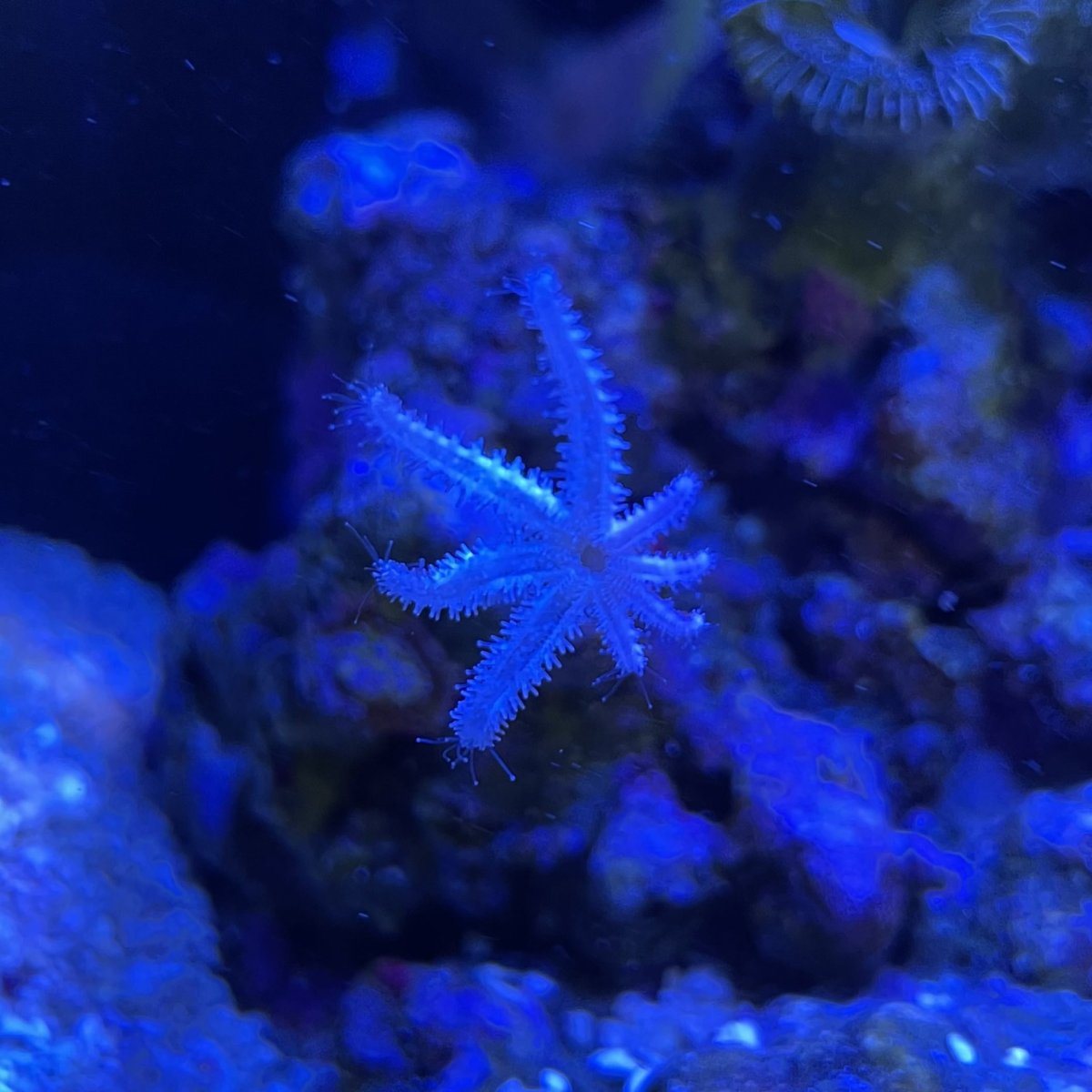 starfish_update.jpg