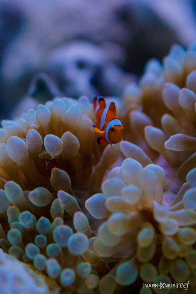 Staring_Percula.jpeg