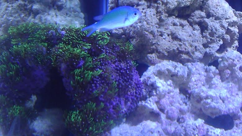 starpolyps.jpg