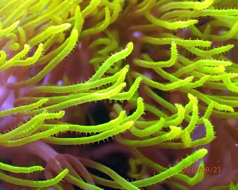 starpolyps.jpg