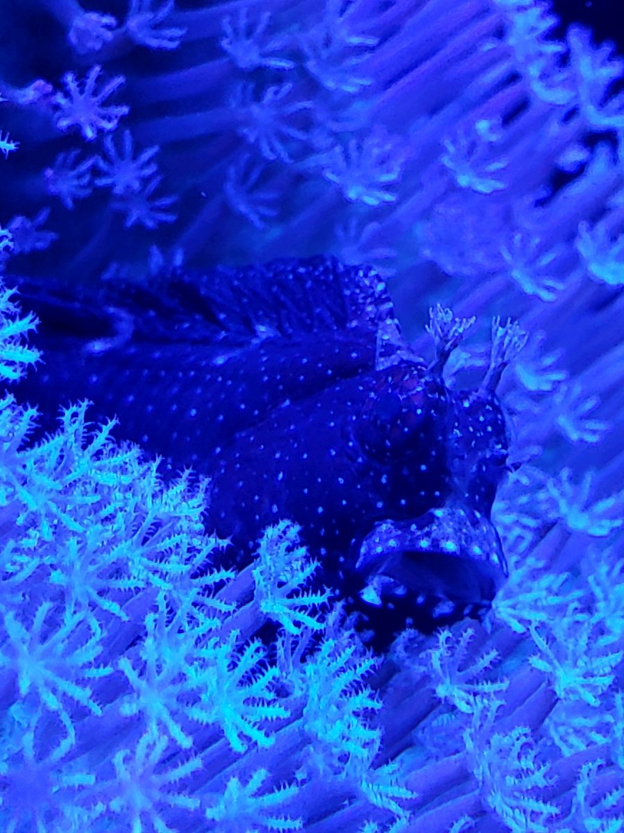 starry blenny.jpeg