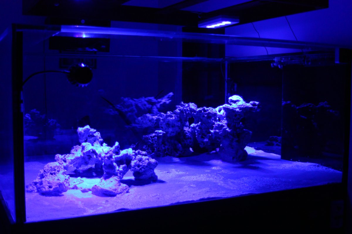 Reef Spotlight - REEF OF THE MONTH - July 2023: Alex Costa's Amazing ...
