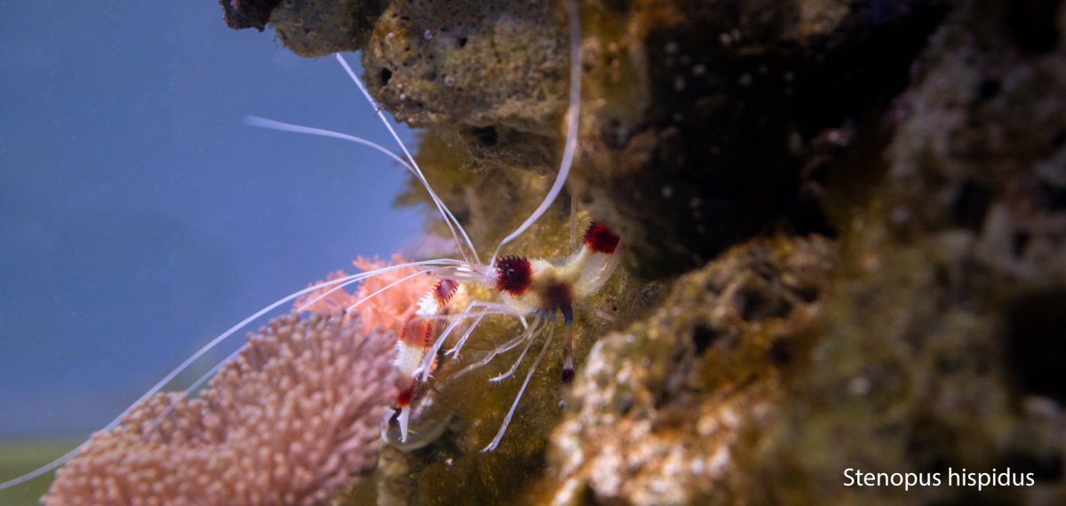 Stenopus-Hispidus.png