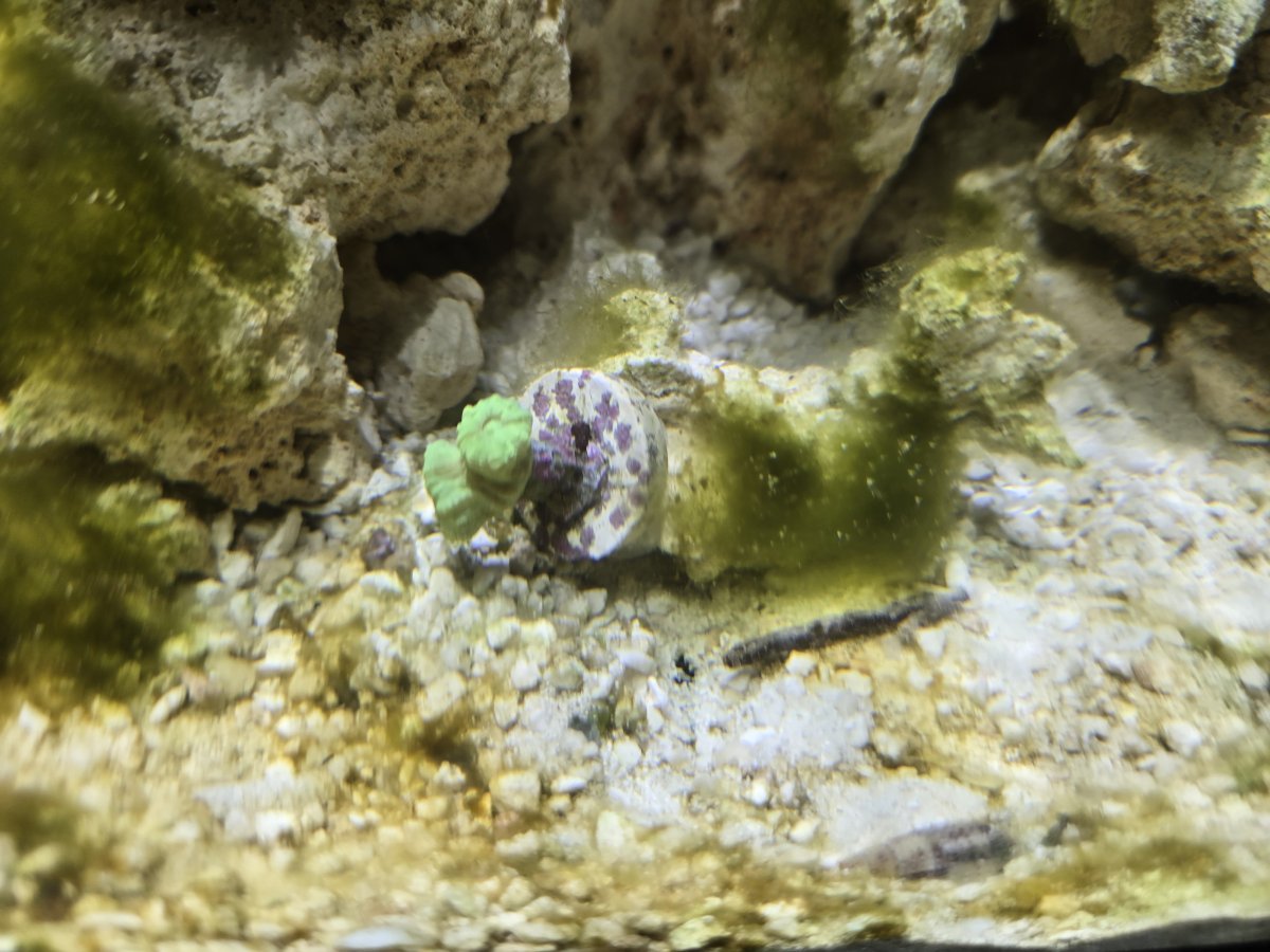 Is this a stick? | Reef2Reef